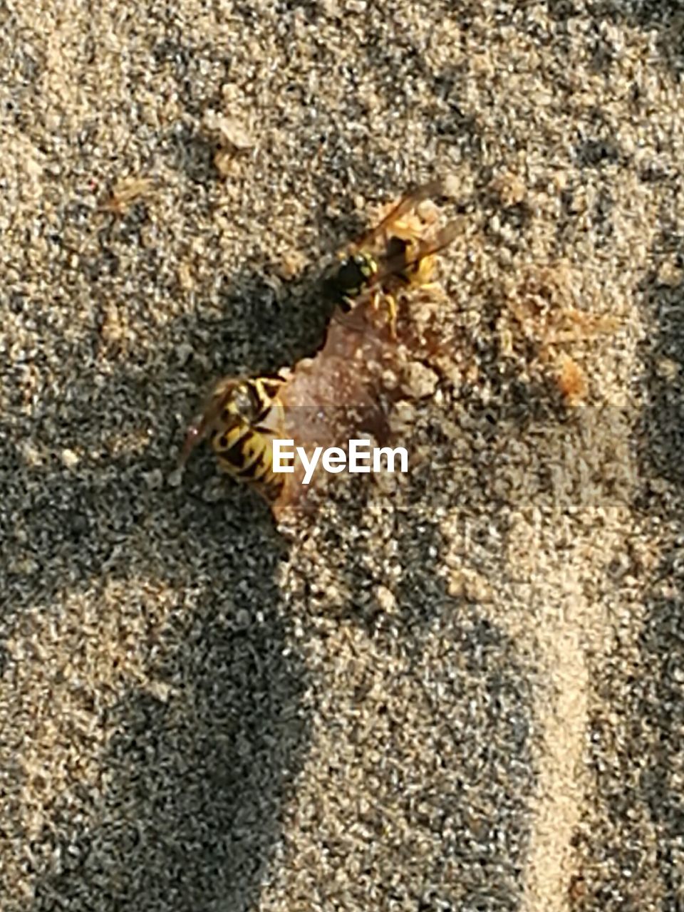 CLOSE-UP OF HONEY BEE ON SAND