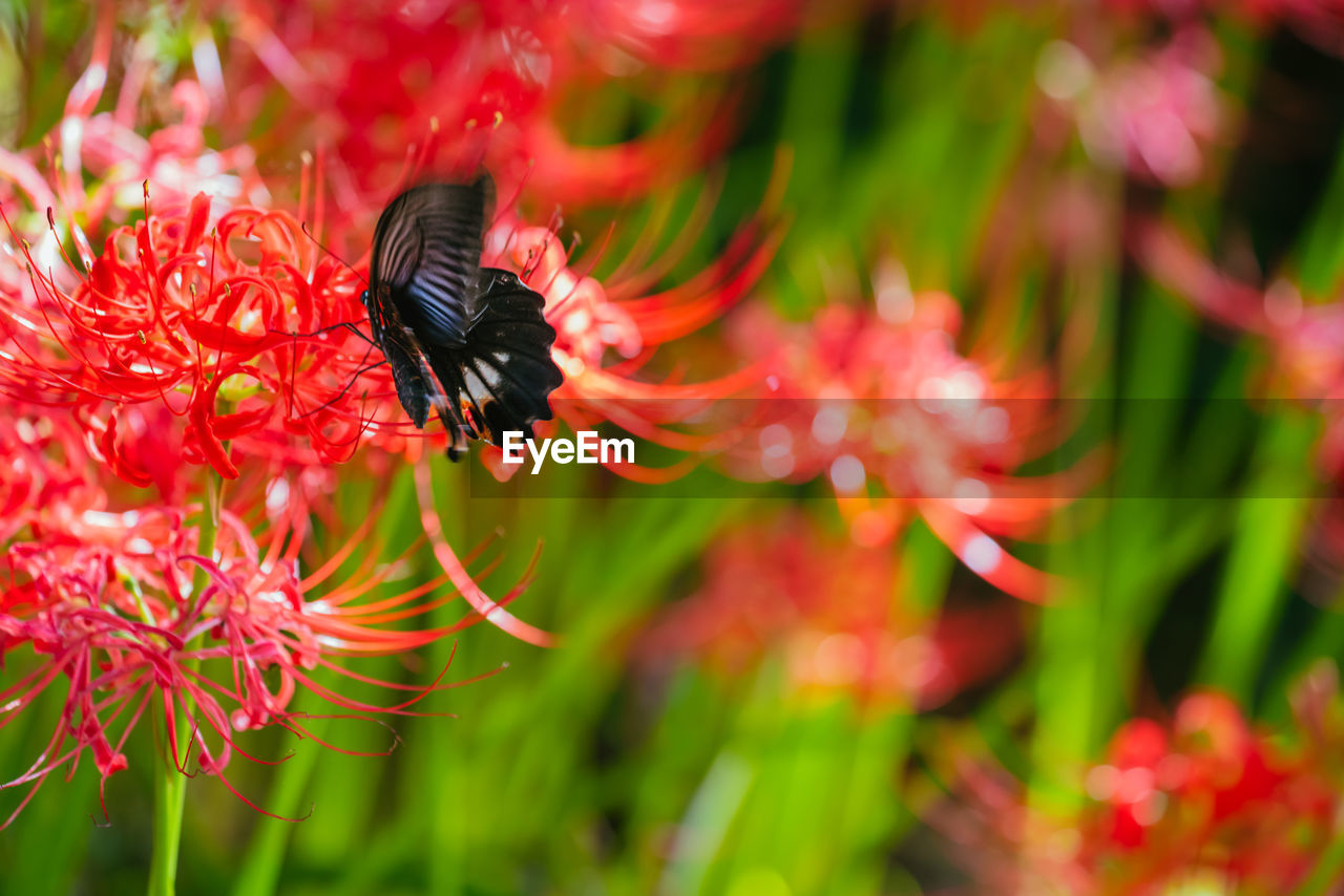 animal wildlife, animal themes, flower, animal, plant, flowering plant, beauty in nature, insect, wildlife, one animal, nature, freshness, close-up, macro photography, red, fragility, no people, petal, flower head, pollination, wildflower, outdoors, growth, animal wing, focus on foreground, meadow, multi colored, day, environment, bee