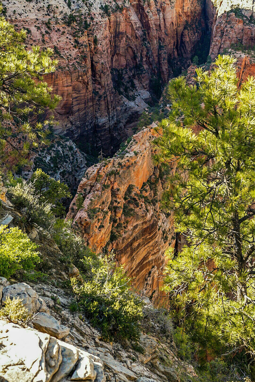 View of trees on rock