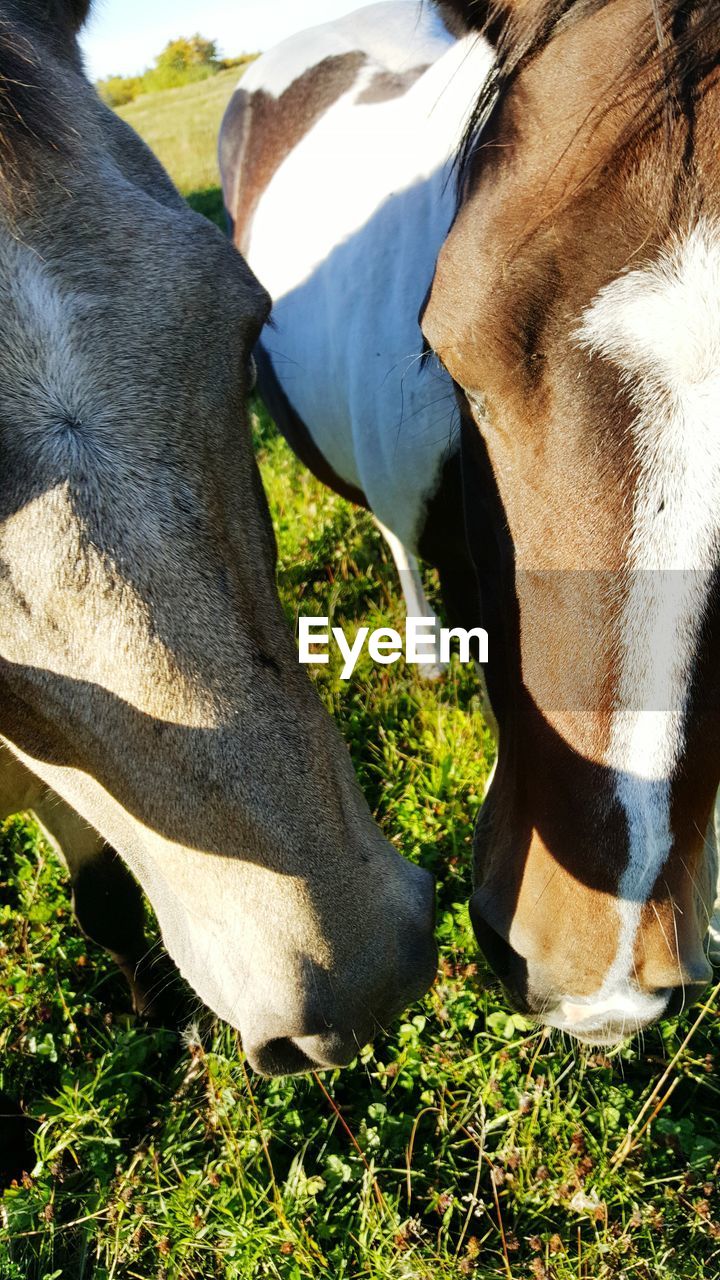 CLOSE-UP LOW SECTION OF HORSE IN ANIMAL