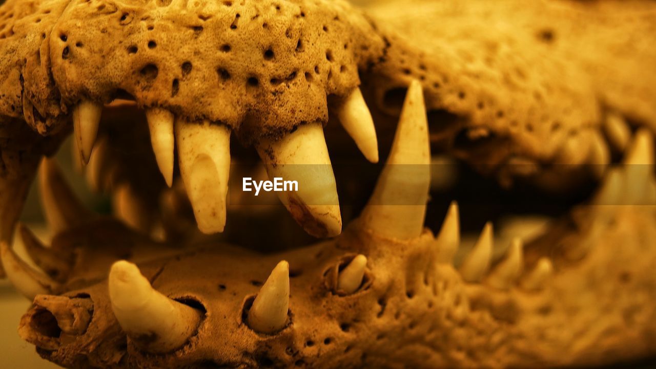 Close-up view of crocodile teeth