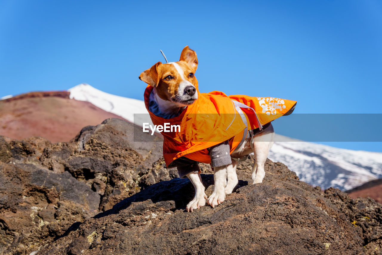 Tsunami the jack russell terrier dog standing on volcanic rock in an orange jacket 