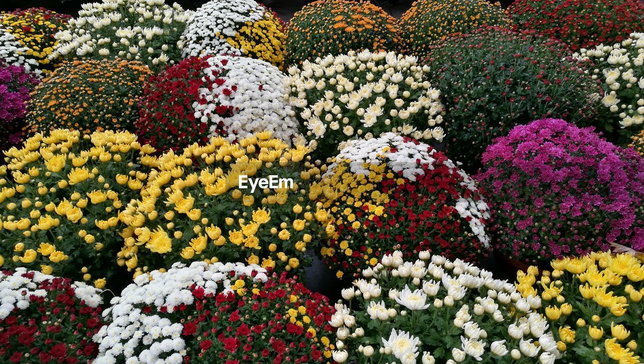 Close-up of multi colored flowers in market