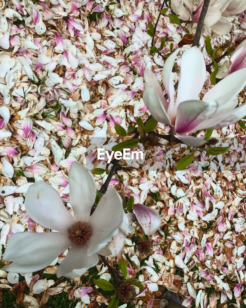 Close-up of white flowers blooming on tree