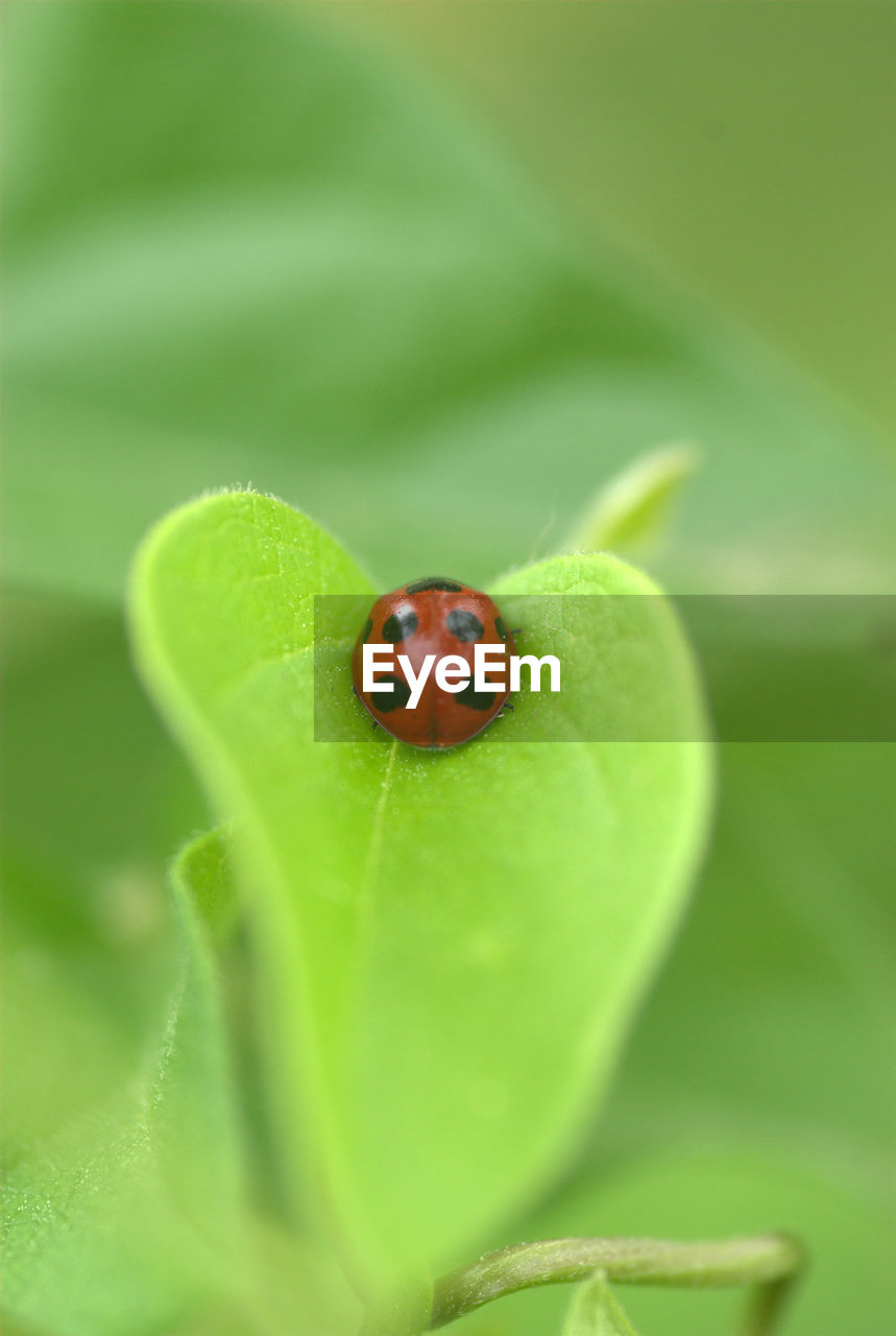 CLOSE-UP OF LADYBUG ON GREEN LEAF