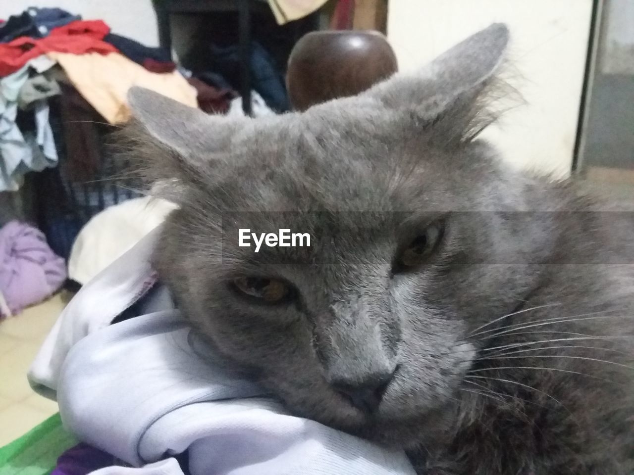 CLOSE-UP PORTRAIT OF CAT ON BLANKET