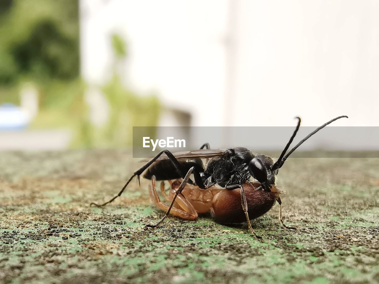 CLOSE-UP OF FLY ON GROUND