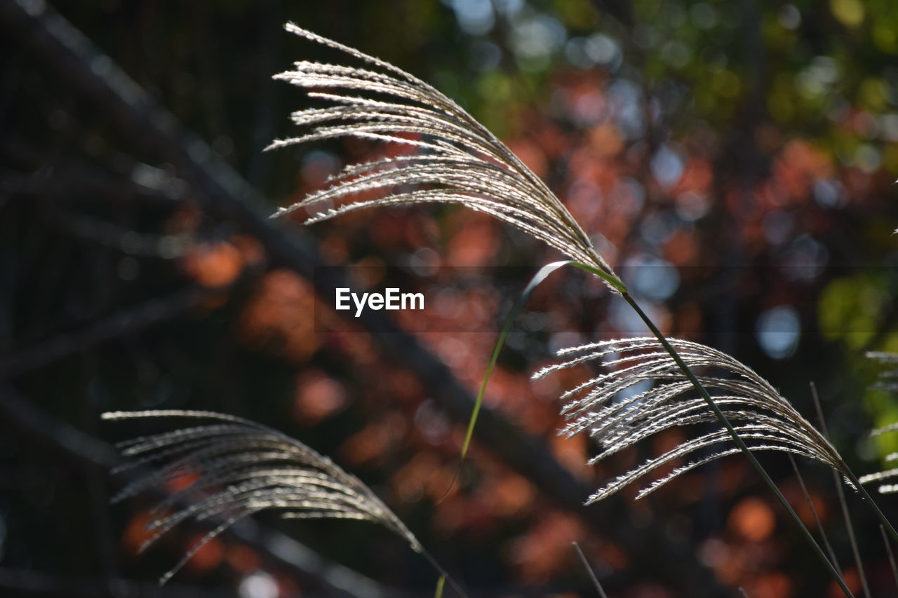 Close-up of dry leaves on plant