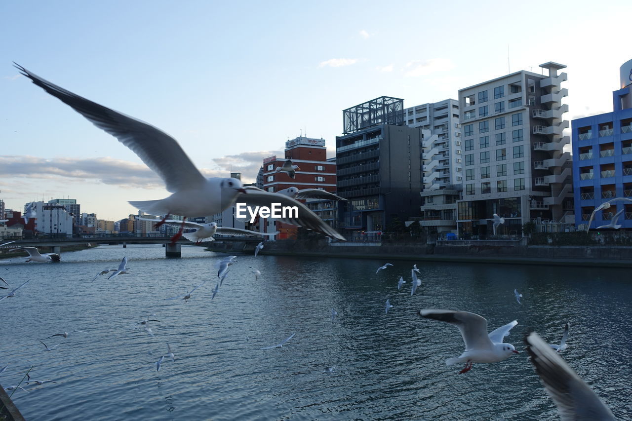 Seagull flying over a city