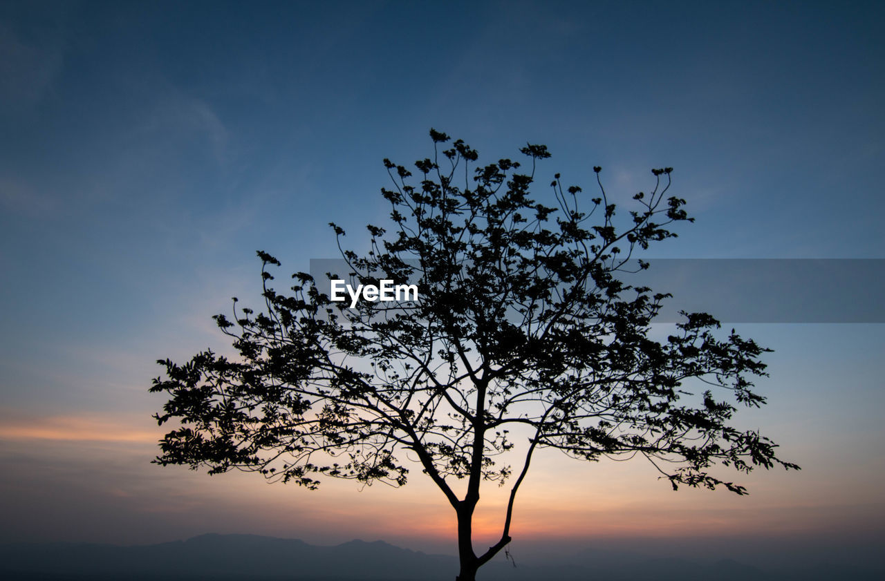 Low angle view of silhouette tree against sky during sunset