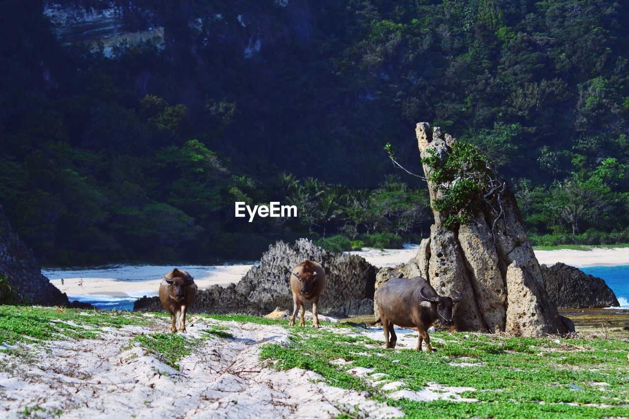 Water buffaloes walking on field against tree mountain