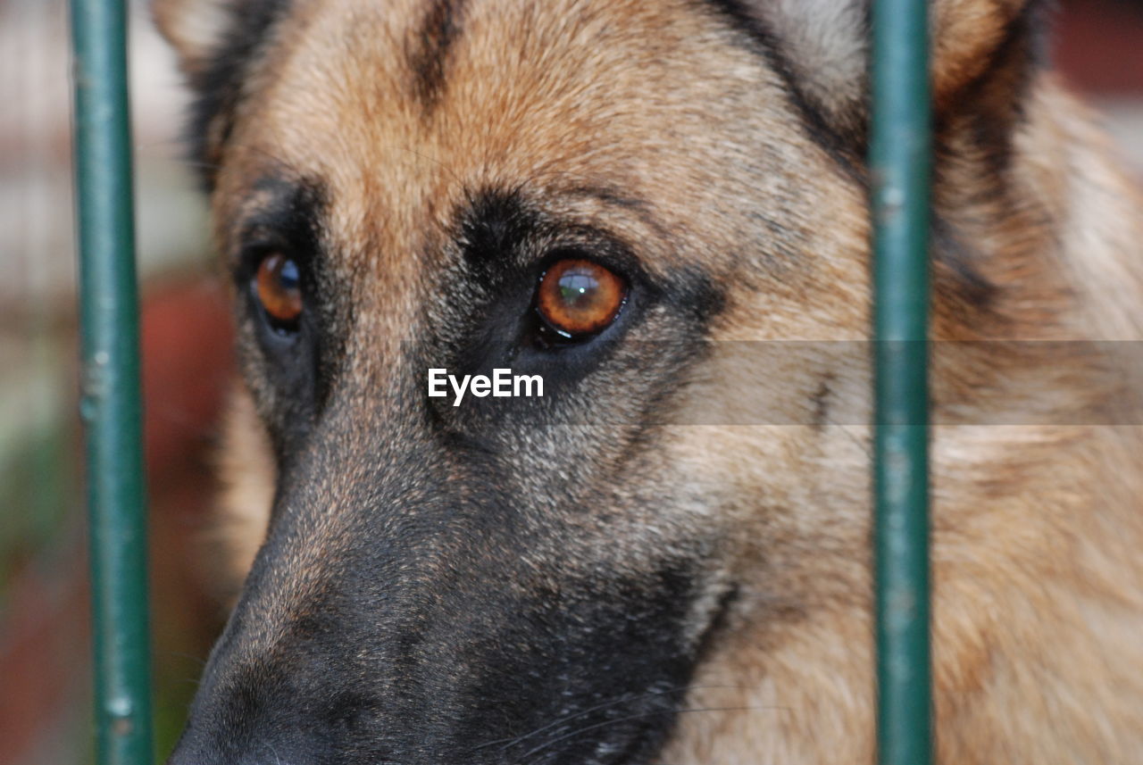 German shepherd in shelter