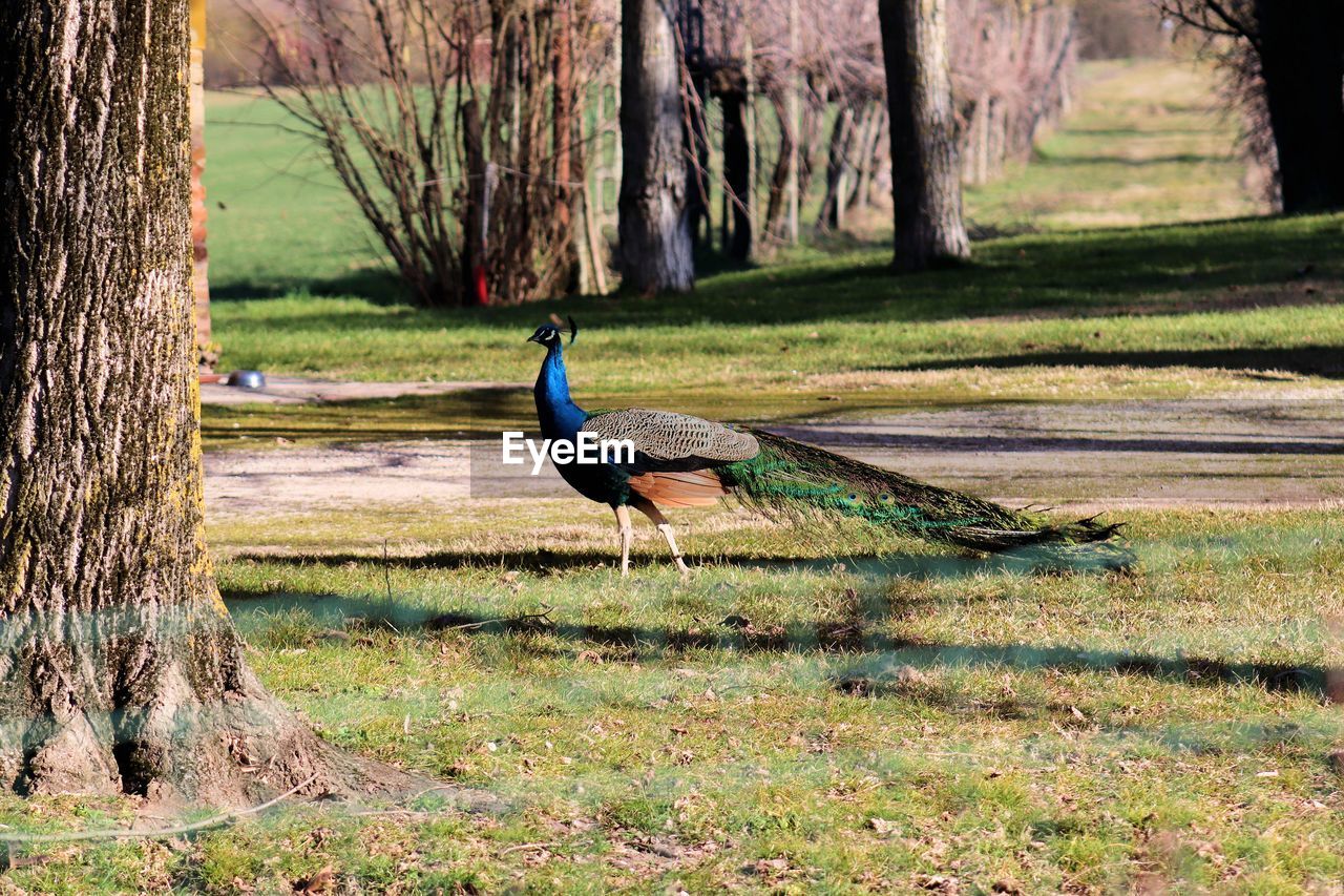 close-up of peacock