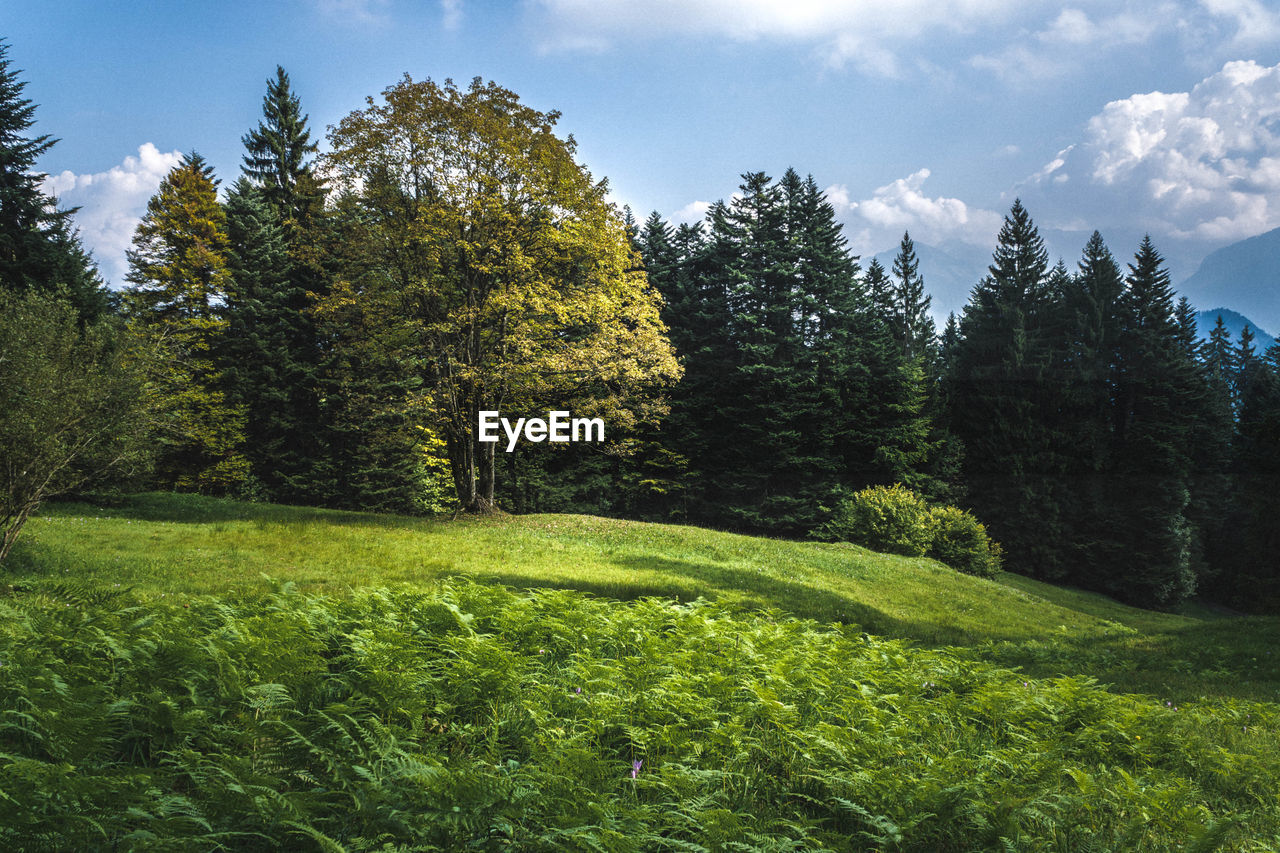 TREES GROWING IN FOREST