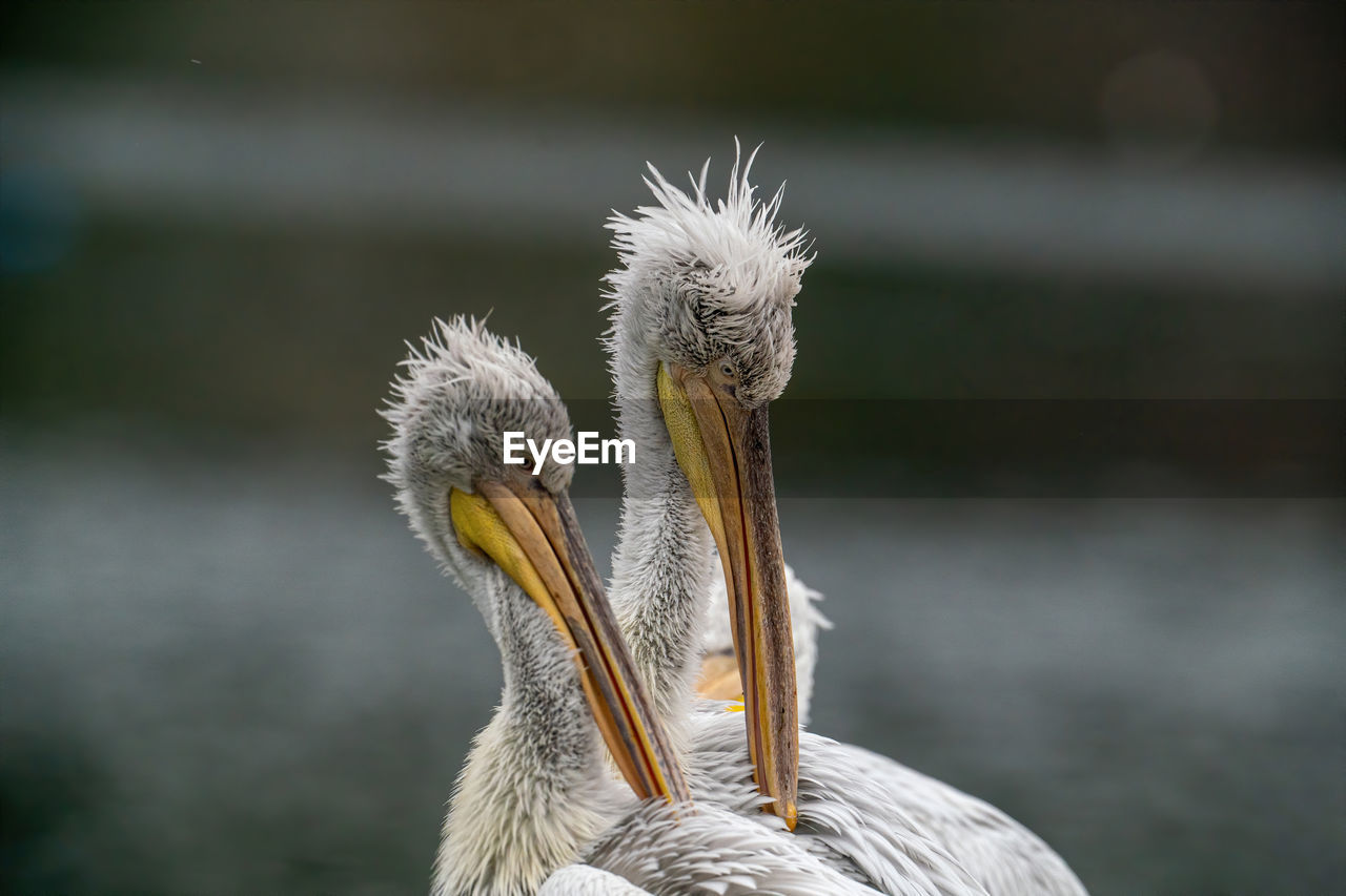 CLOSE-UP OF A BIRD ON A LAKE