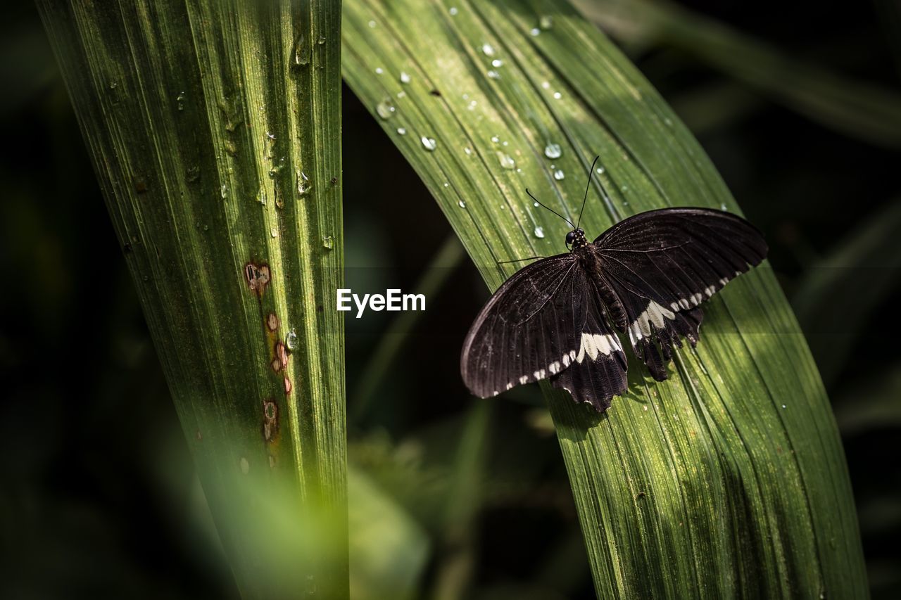 Close-up of butterfly on leaf