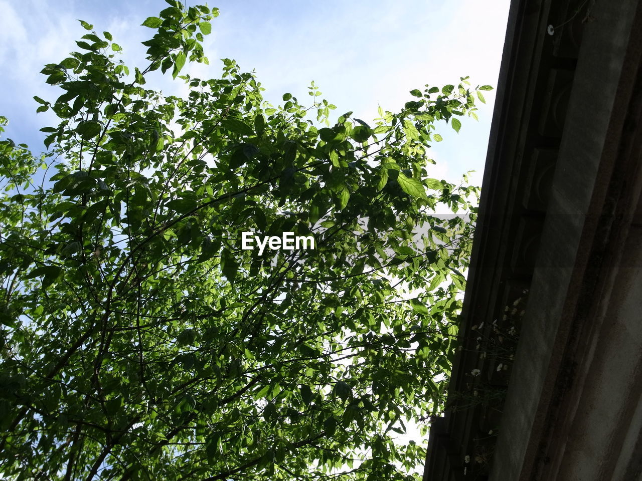 Low angle view of trees against sky