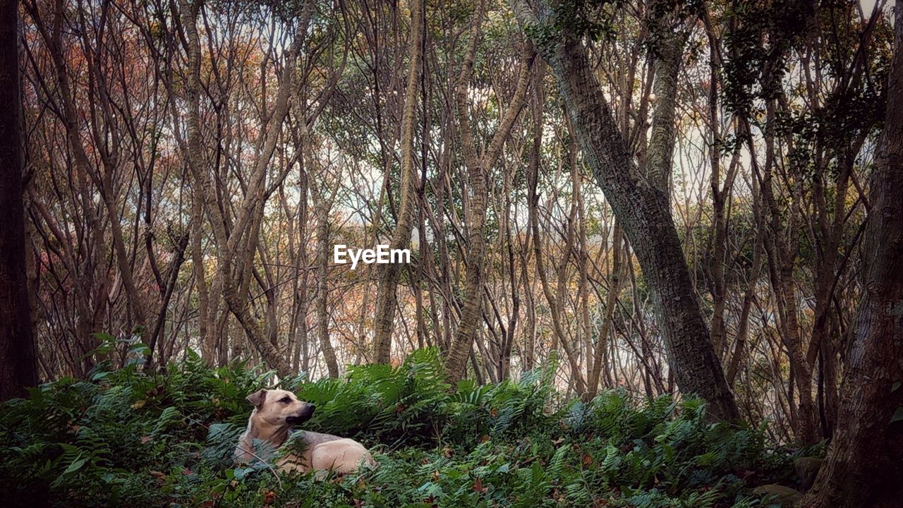 DOG ON BARE TREES