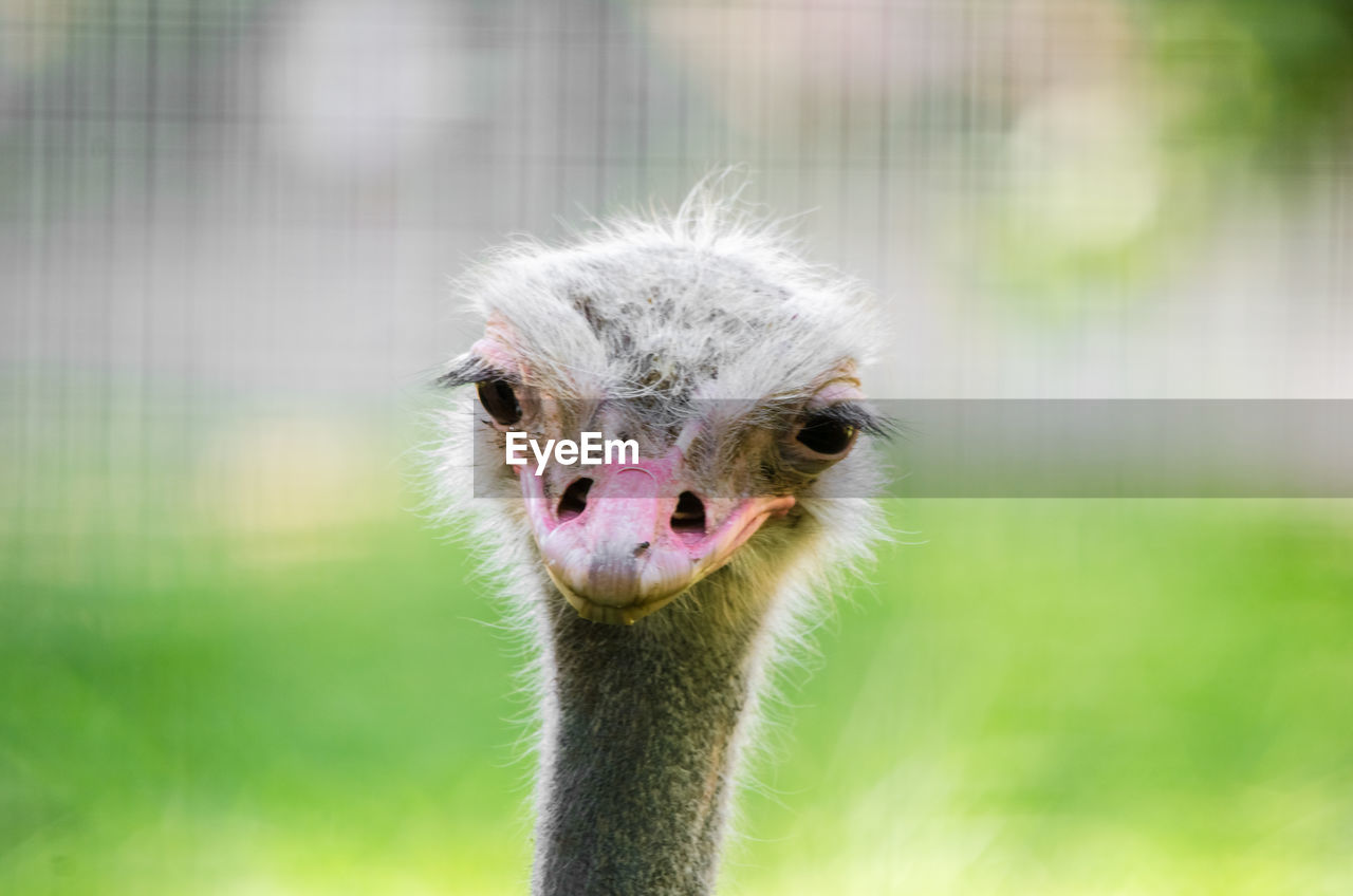 Close-up portrait of ostrich