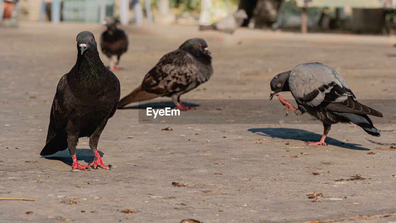 Pigeons perching on a field