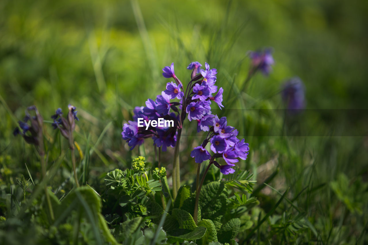 Close-up of purple crocus flowers on field. purple flower.