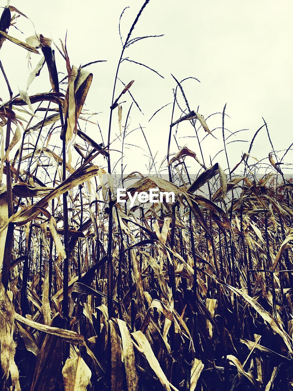 Low angle view of corn growing on field against sky