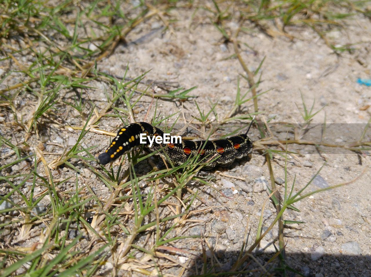 High angle view of caterpillar on field