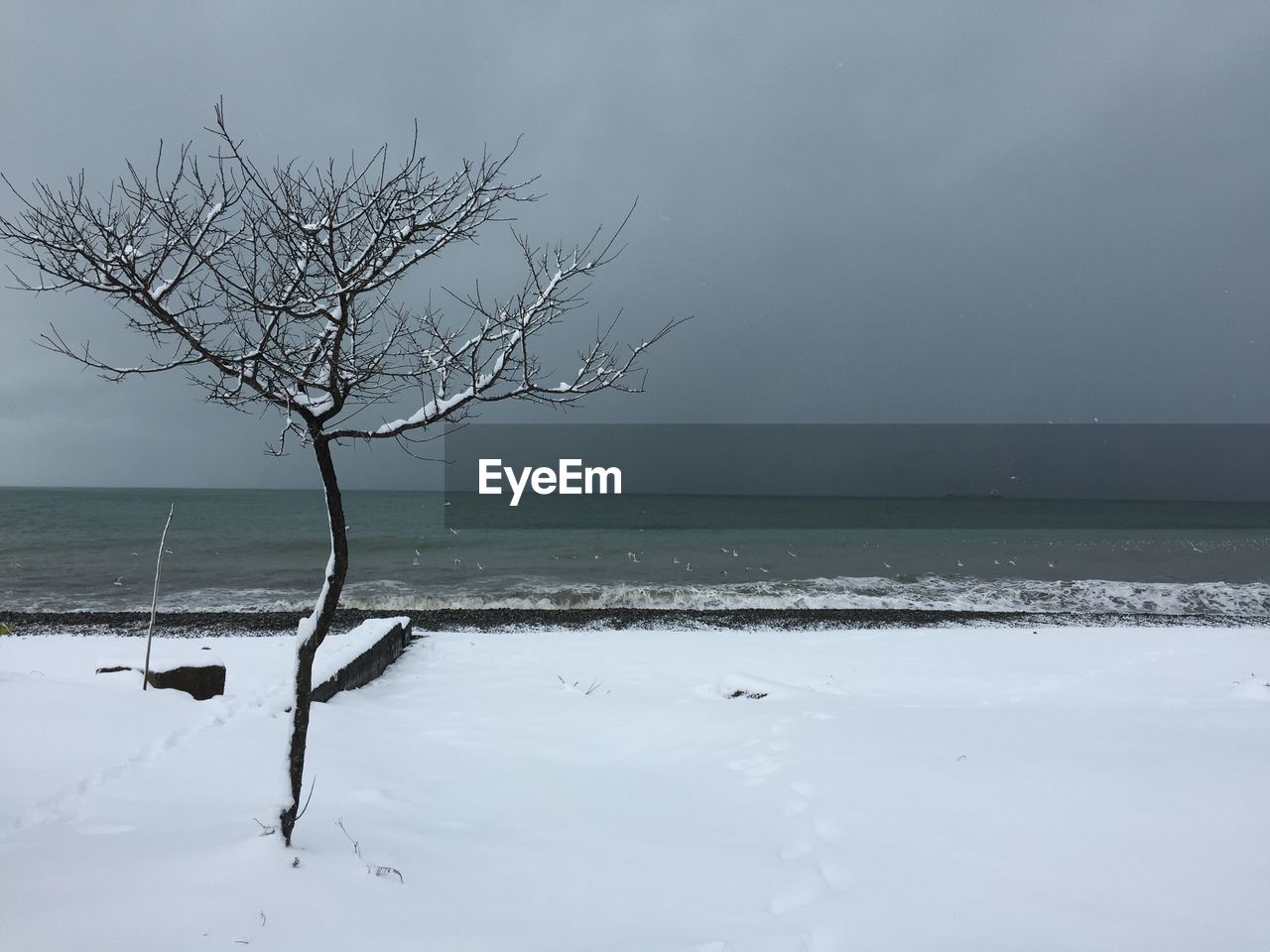 Bare tree by sea against sky during winter