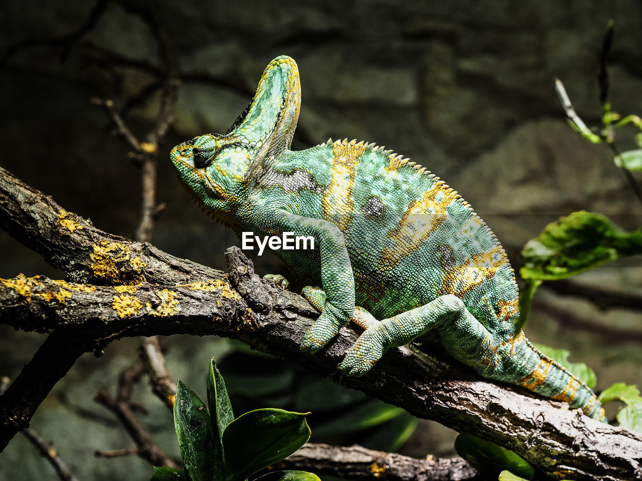 Close-up of chameleon on branch