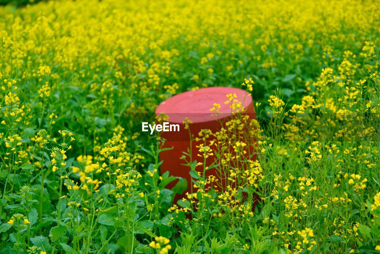 Close-up of yellow flowers on field