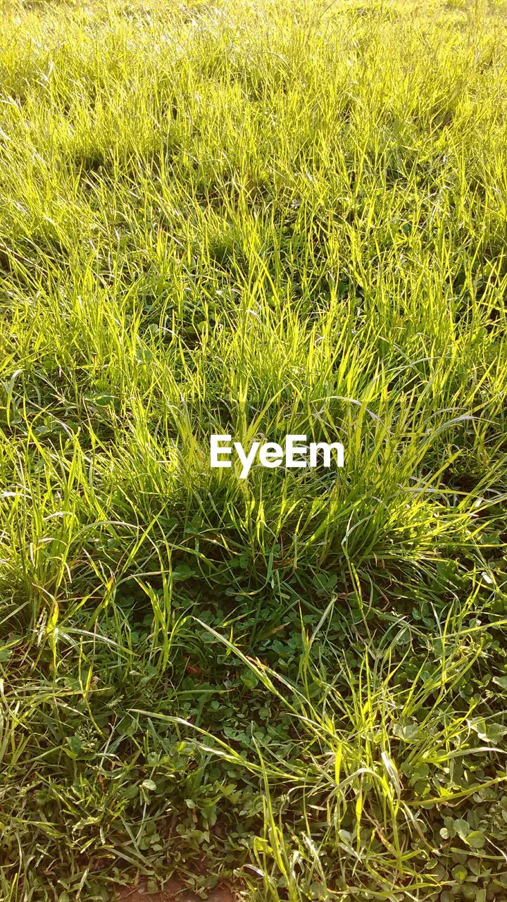 High angle view of grassy field