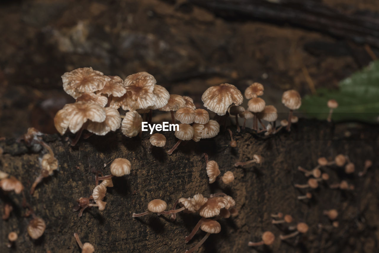 Close-up of mushrooms growing on field