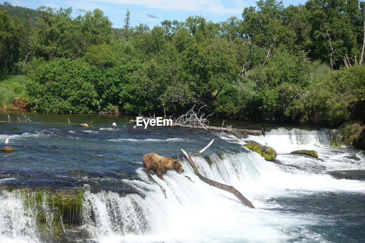 SCENIC VIEW OF WATERFALL