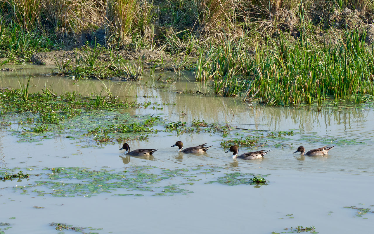 High angle view of birds in a pond