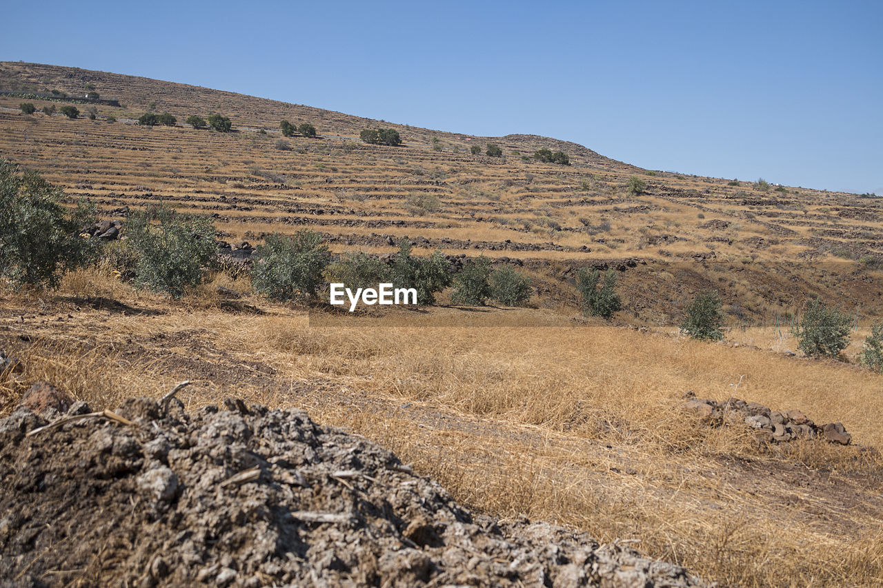 Arid fields with some olive trees.