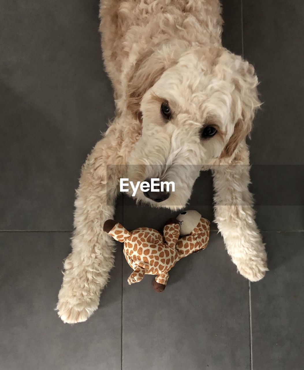 PORTRAIT OF DOG RELAXING ON FLOOR