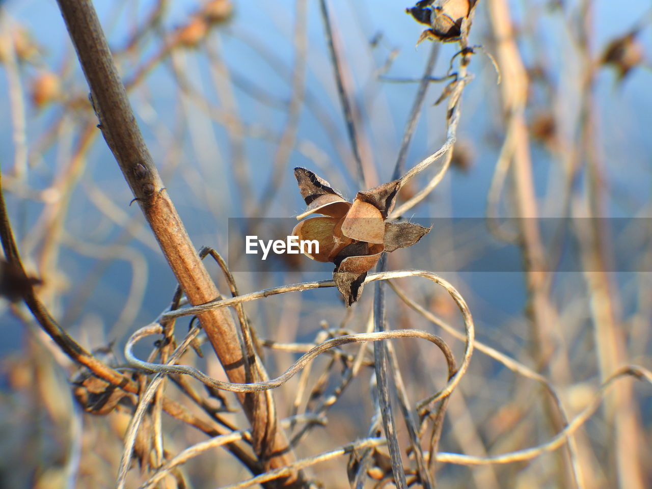 CLOSE-UP OF PLANT ON TWIG