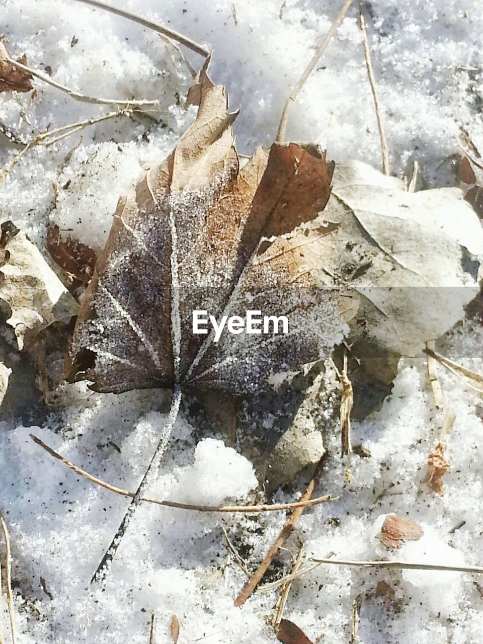 CLOSE-UP OF PLANT