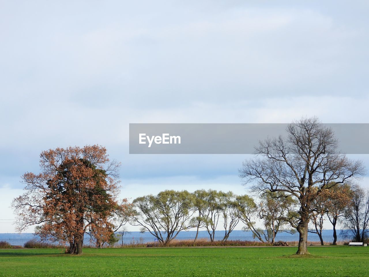 TREES IN FIELD AGAINST SKY