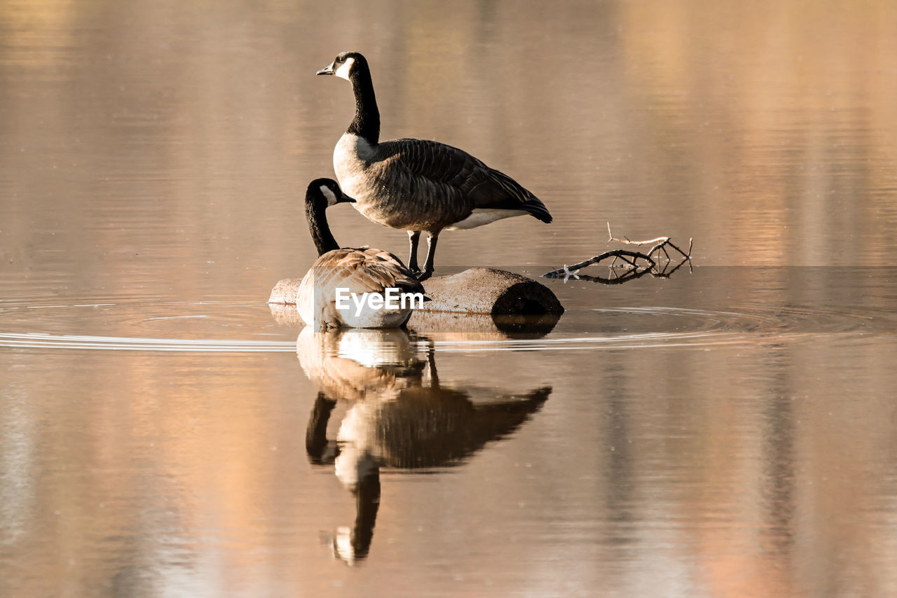 Canada geese on lake