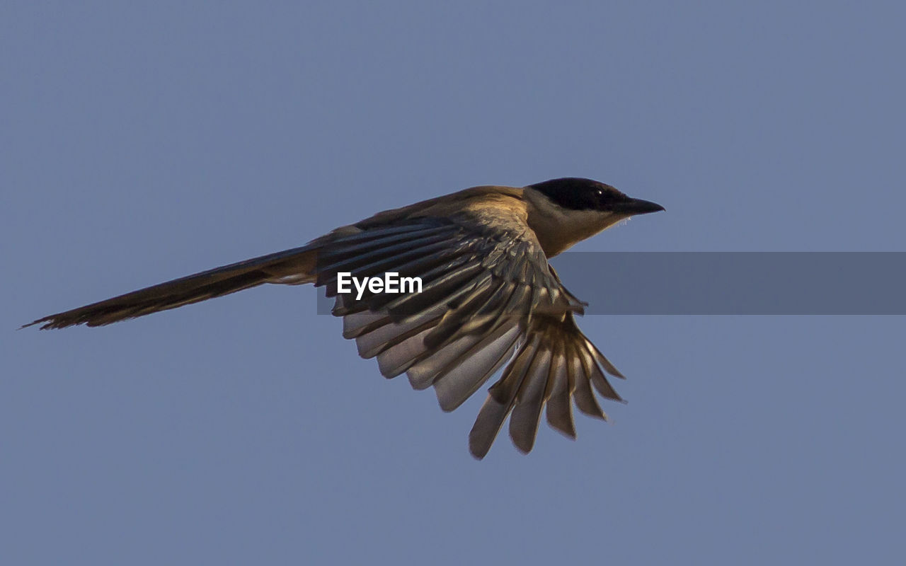 LOW ANGLE VIEW OF BIRD FLYING