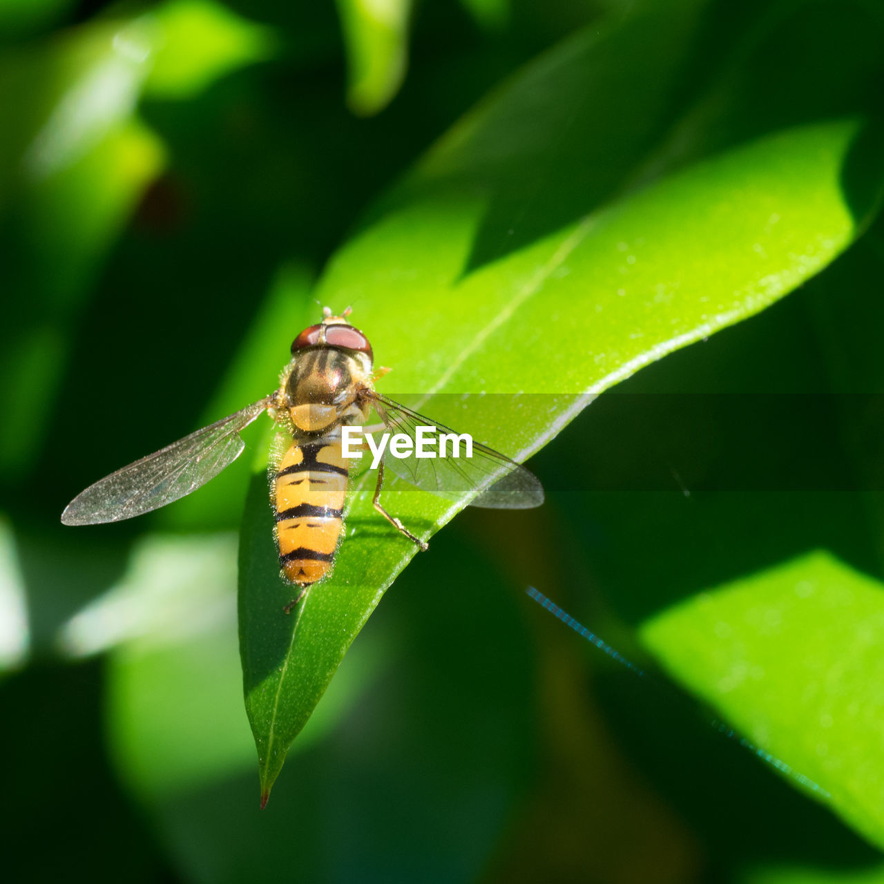 CLOSE-UP OF INSECT