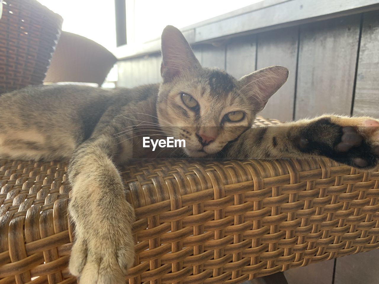 animal, animal themes, mammal, pet, domestic animals, cat, domestic cat, one animal, feline, wicker, basket, relaxation, small to medium-sized cats, looking at camera, portrait, felidae, kitten, no people, indoors, whiskers, carnivore, seat, chair, container, lying down, resting, furniture