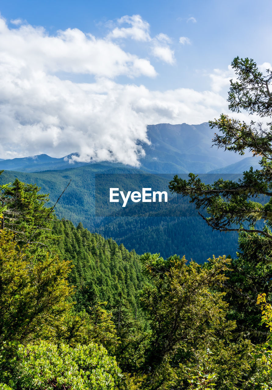 Clouds hang over hurricane ridge in washington state.