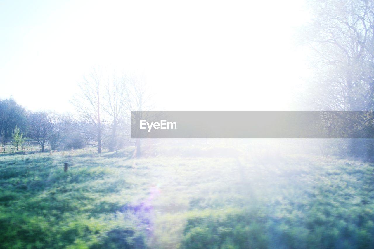 SUN SHINING THROUGH TREES