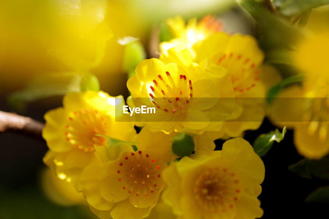 Close-up of yellow flowering plant