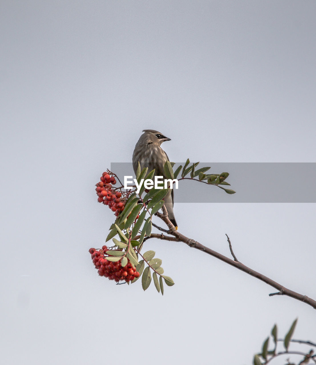 Low angle view of cedar waxwing perching on cherry tree against clear sky