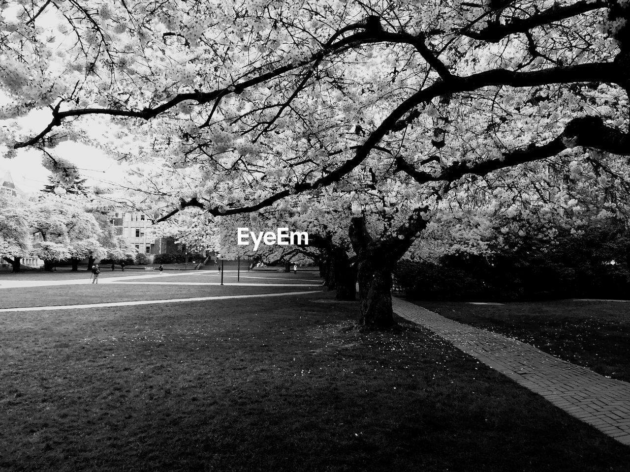 Flower trees growing in park