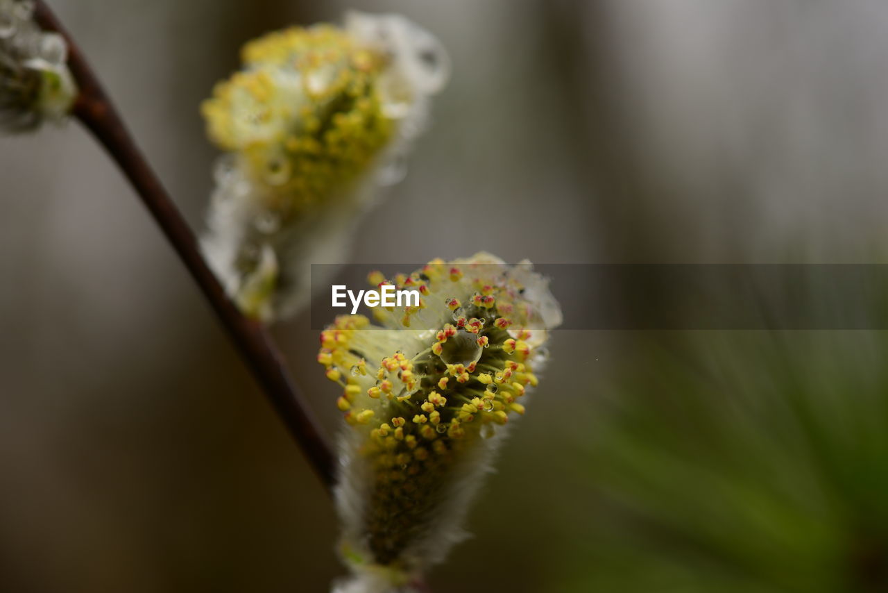 Willow bud with drops of water in the wild in the early spring morning after the rain