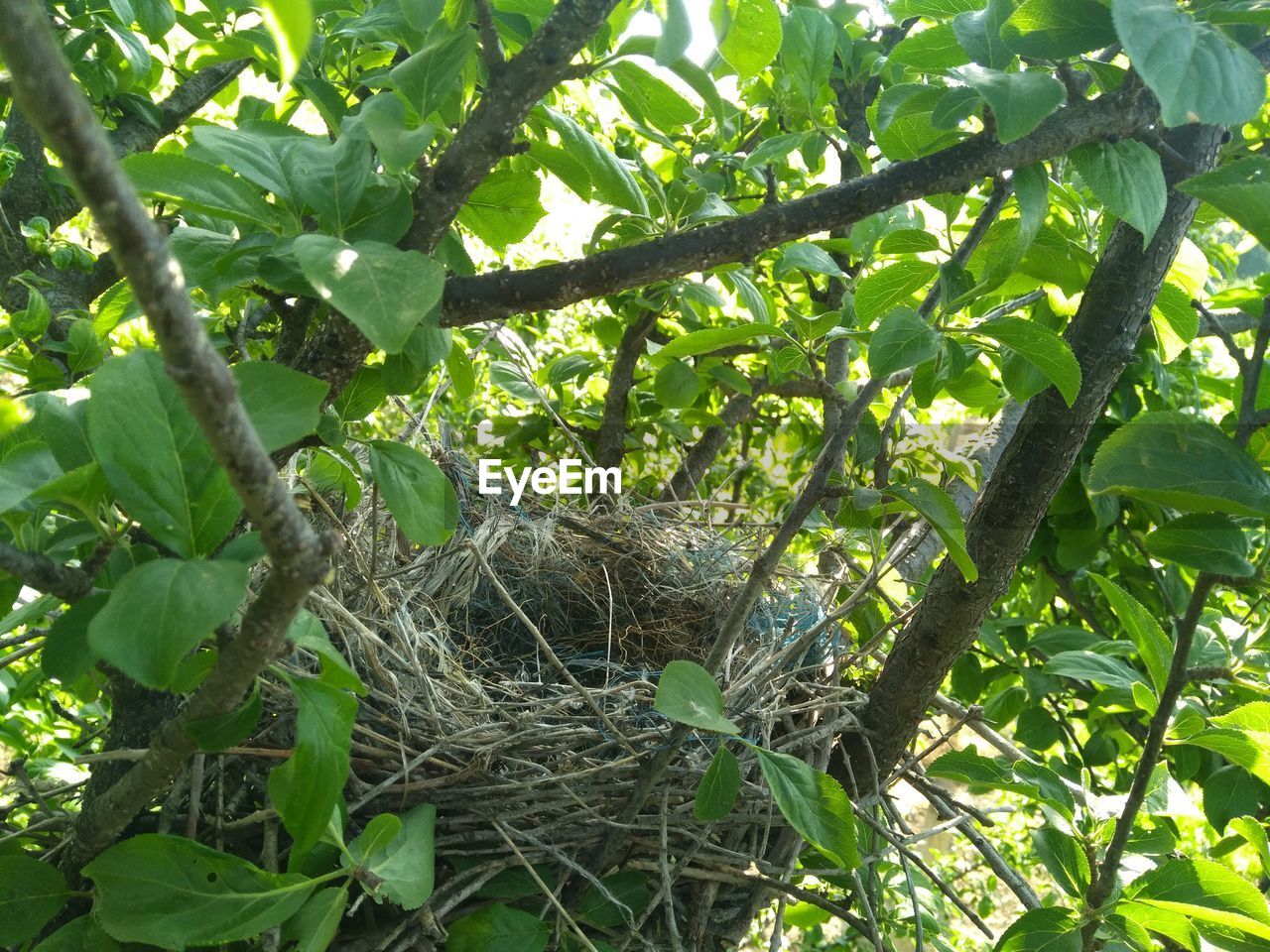 LOW ANGLE VIEW OF PLANT IN NEST